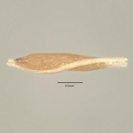  Seed:   Narthecium californicum ; Photo by A. Gottlieb, USDA APHIS PPQ ITP, imageID.idtools.org